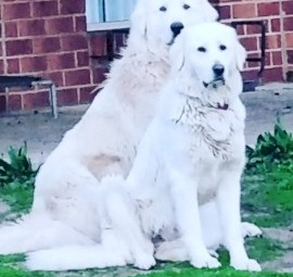 Pure bred Mareema puppies