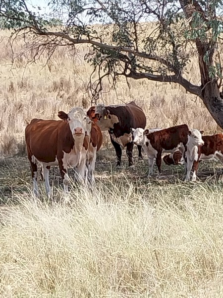 Poll Hereford Cows with calves at foot