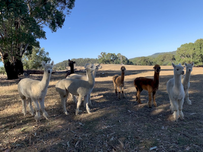 Huacaya Alpaca Males -  Ages range from 14 mths to 3 1/2 years
