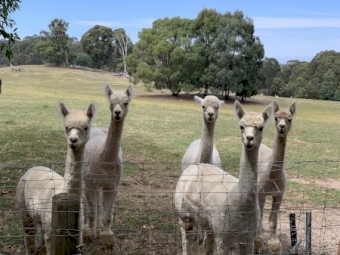 Huacaya Alpaca Males -  Ages range from 14 mths to 3 1/2 years