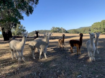 Huacaya Alpaca Males -  Ages range from 14 mths to 3 1/2 years
