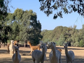 Huacaya Alpaca Males -  Ages range from 14 mths to 3 1/2 years