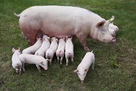 WANTED Landrace Sow