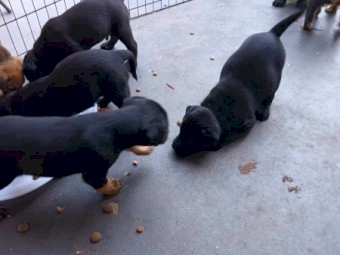Excellent working blood pups 