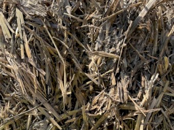 Oaten Hay 