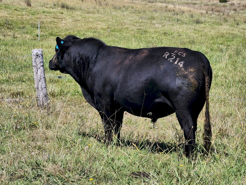 Registered Angus Bulls - Pharo Cattle Australia
