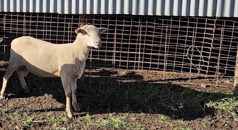 South Suffolk Rams