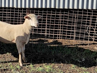 South Suffolk Rams