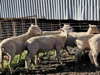South Suffolk Rams
