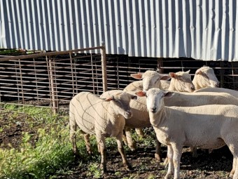 South Suffolk Rams
