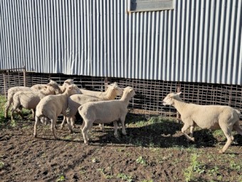 South Suffolk Rams