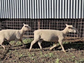 Southdown Rams