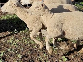 Southdown Rams