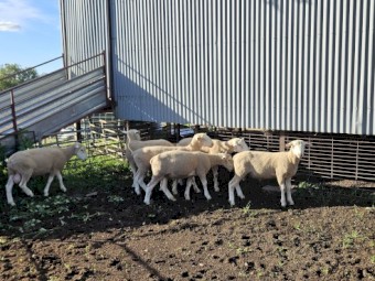White Suffolk Rams
