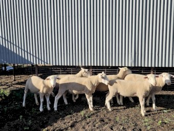 White Suffolk Rams
