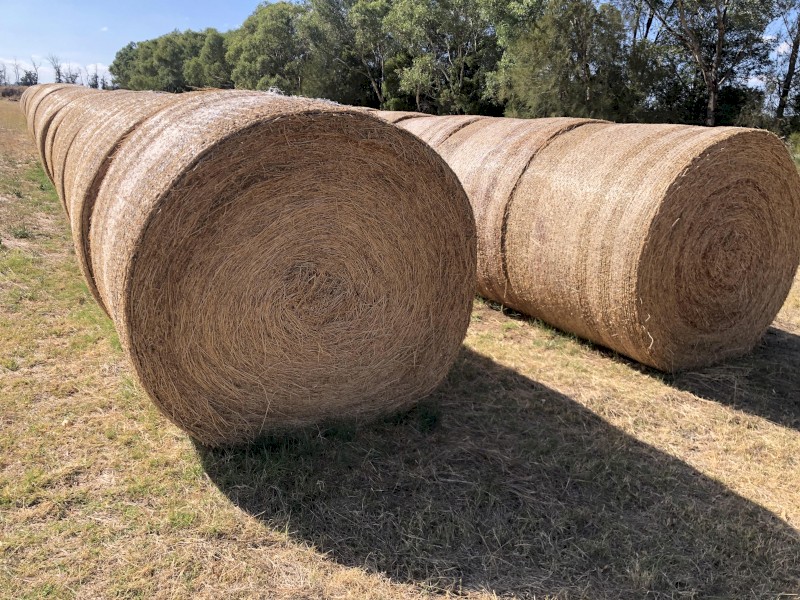 Lucerne Hay