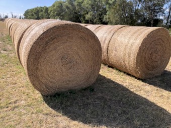 Lucerne Hay