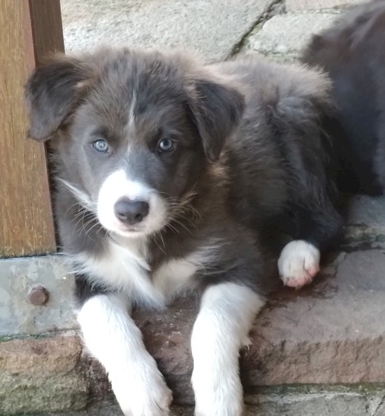 Border collie puppies 