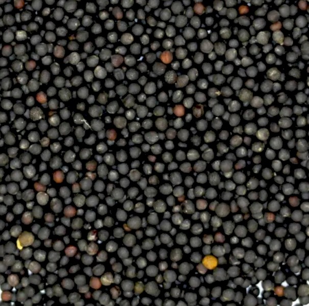 WANTED Canola Seed 1000 Metric Ton DCT price to Melbourne Port