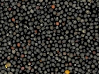 WANTED Canola Seed 1000 Metric Ton DCT price to Melbourne Port