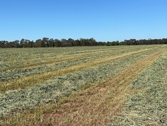 Oaten hay 23/24 season
