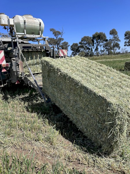 Oaten 23/24 