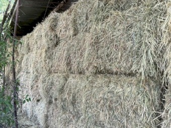 Oaten 23/24 