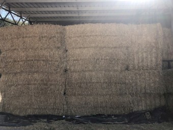 Barley Straw