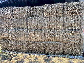 Barley Straw