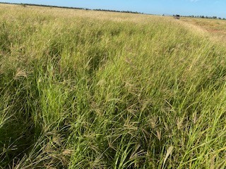 Rhodes Grass Hay 8x4x3 Bales