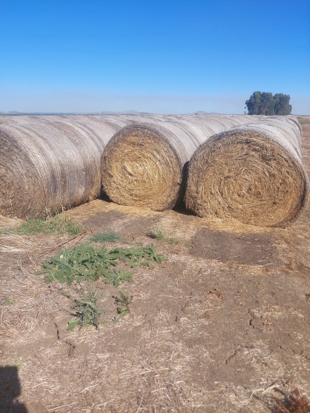 Rye, Phalaris, Clover Hay 5x4 Rolls