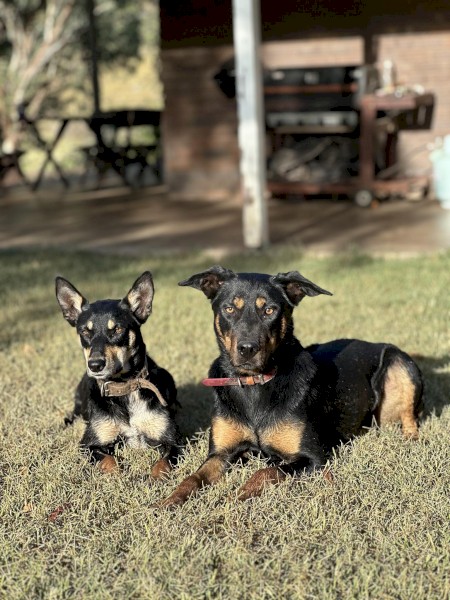 Kelpies pups and Started working dogs