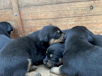Kelpies pups and Started working dogs