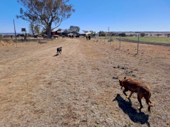 Kelpies pups and Started working dogs