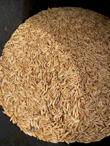 16mt Hay Oat Seed