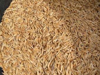 16mt Hay Oat Seed
