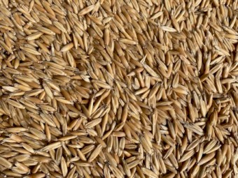 16mt Hay Oat Seed