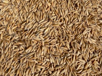 16mt Hay Oat Seed