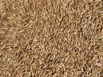16mt Hay Oat Seed