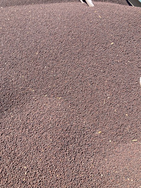 100mt Rasina Vetch