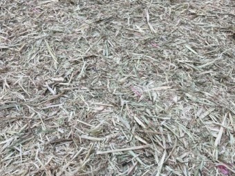 25mt Barley Vetch Hay 600kg 8x4x3 Bales