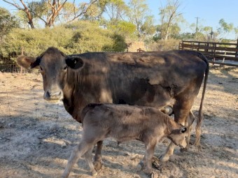 Quiet Heifer cow with male calf.