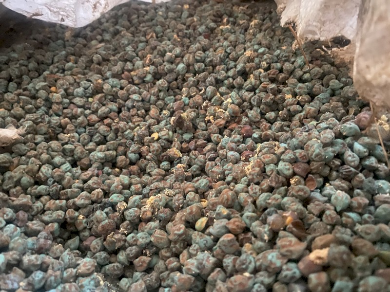 Seamer chickpeas 