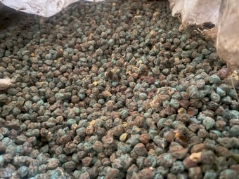 Seamer chickpeas 