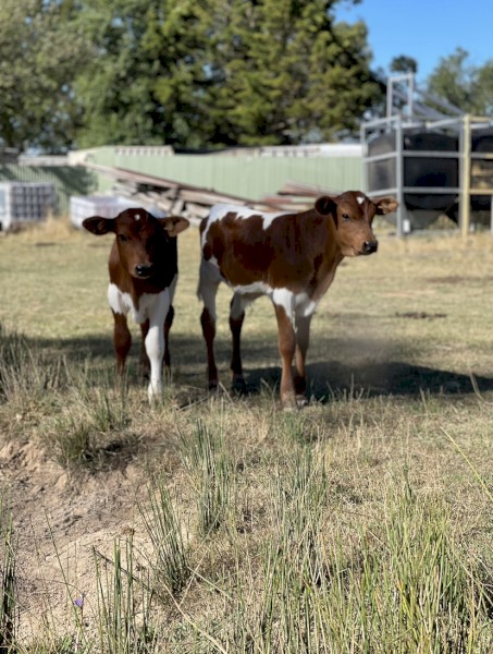 WANTED Cattle Agistment