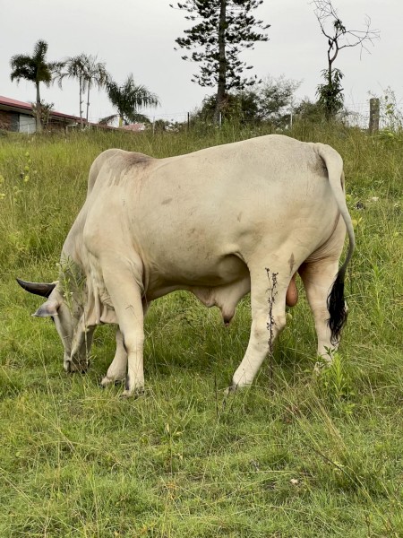 Grey Brahman Bull - 3 years old
