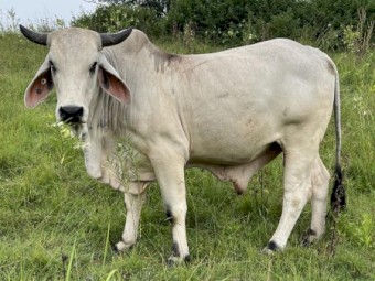 Grey Brahman Bull - 3 years old