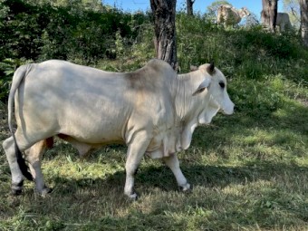 Grey Brahman Bull - 3 years old