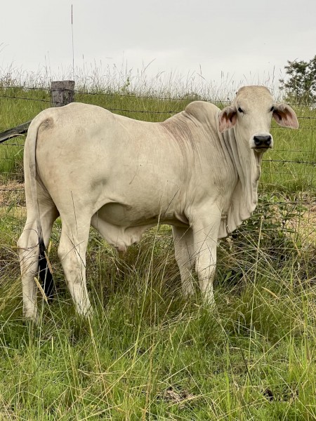 Brahman Yearling 