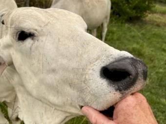 Brahman Yearling 